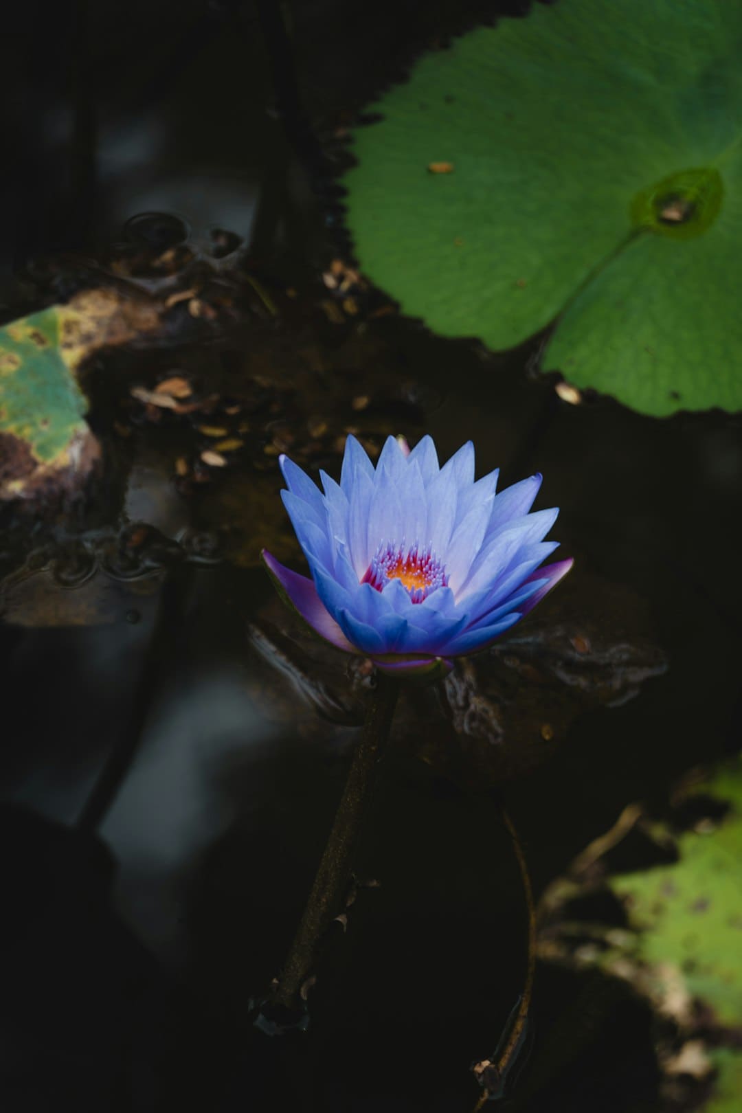 AI赋能中医药:超级医师“中医优势病种AI量效模型”引重视